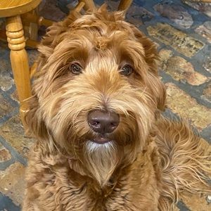 Meet your Posher, Marie